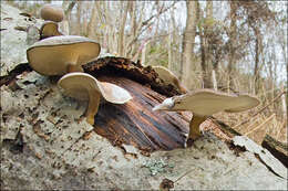 Image of Lentinus brumalis (Pers.) Zmitr. 2010