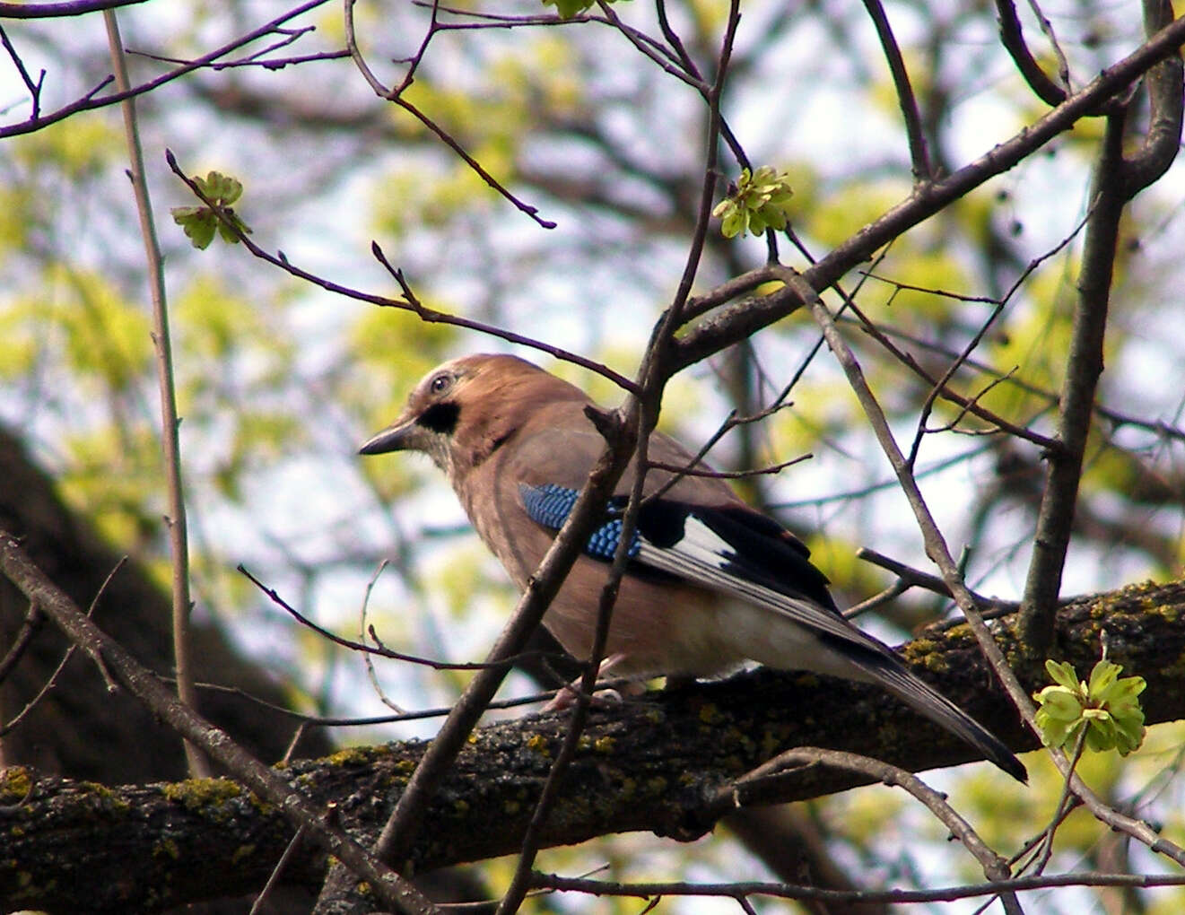 Image of Garrulus Brisson 1760