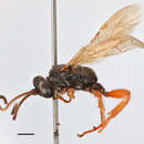 Image of Ichneumon aequicalcar Thomson 1888