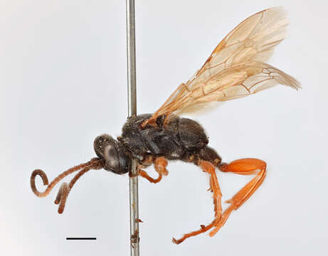 Image of Ichneumon