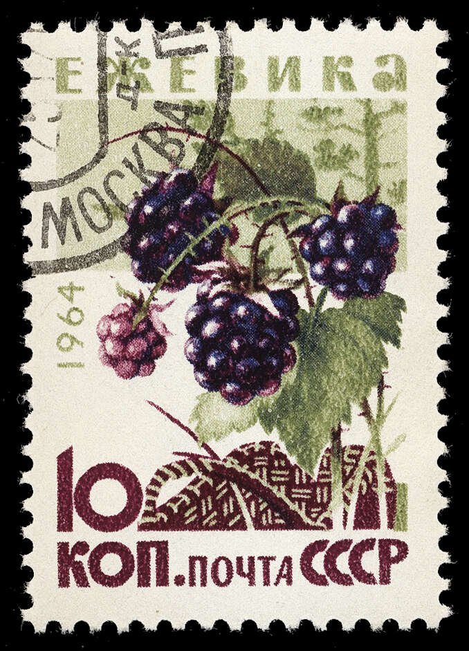 Image of blackberry