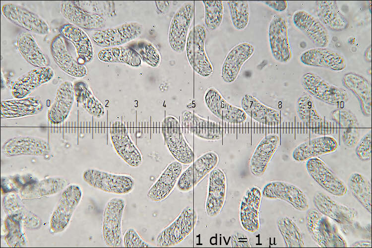 Image of Auricularia mesenterica (Dicks.) Pers. 1822