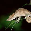 Image of Maroantsetra Chameleon