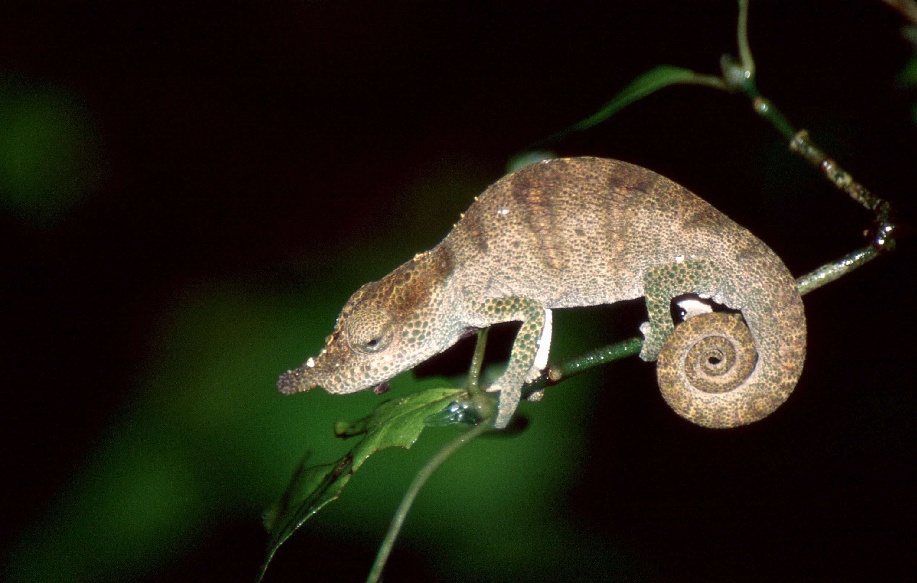 Image of Madagascar & Seychelles Islands Chameleons