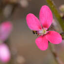 Image of Stylidium ricae S. Carlquist