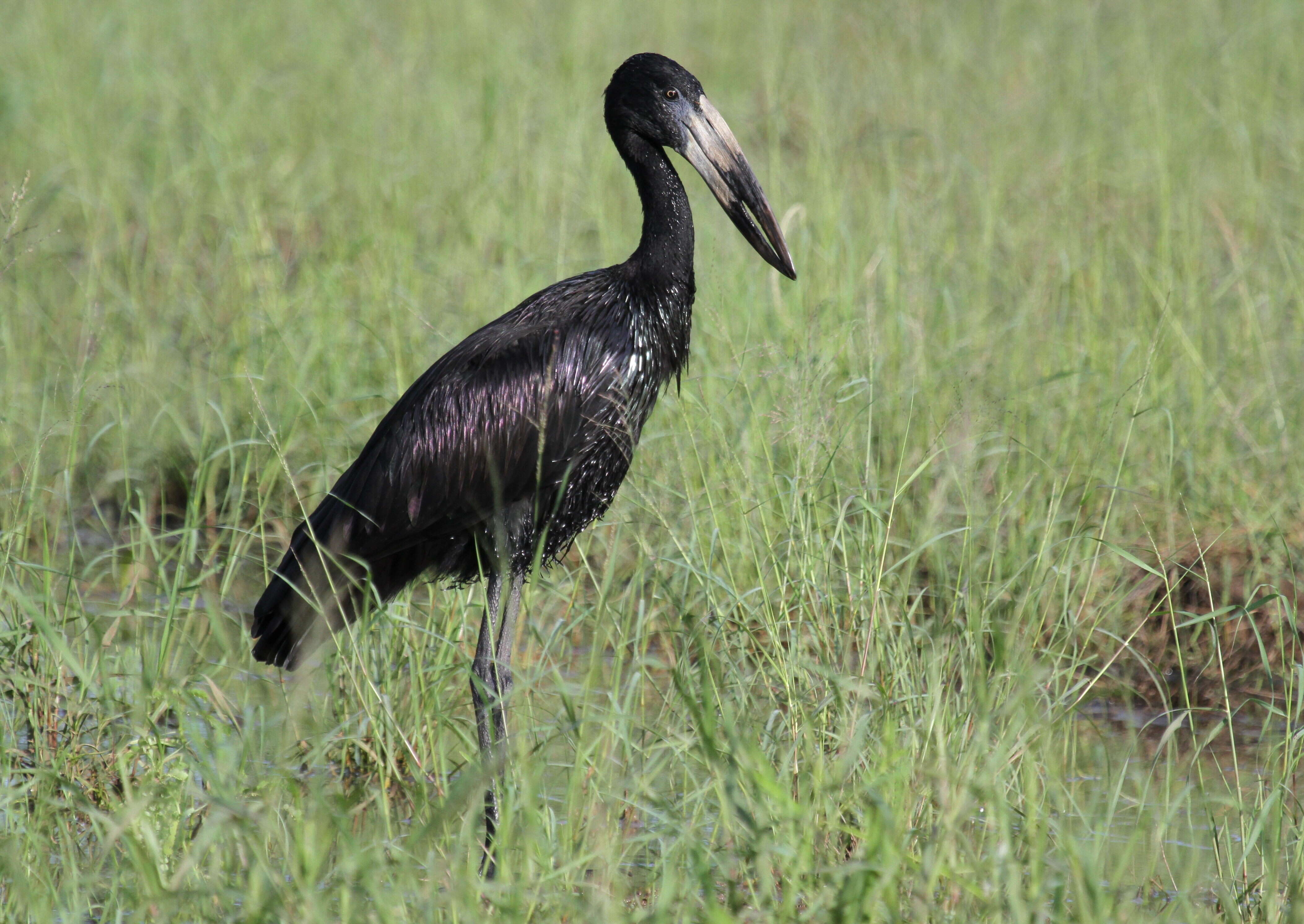 Image of African Openbill