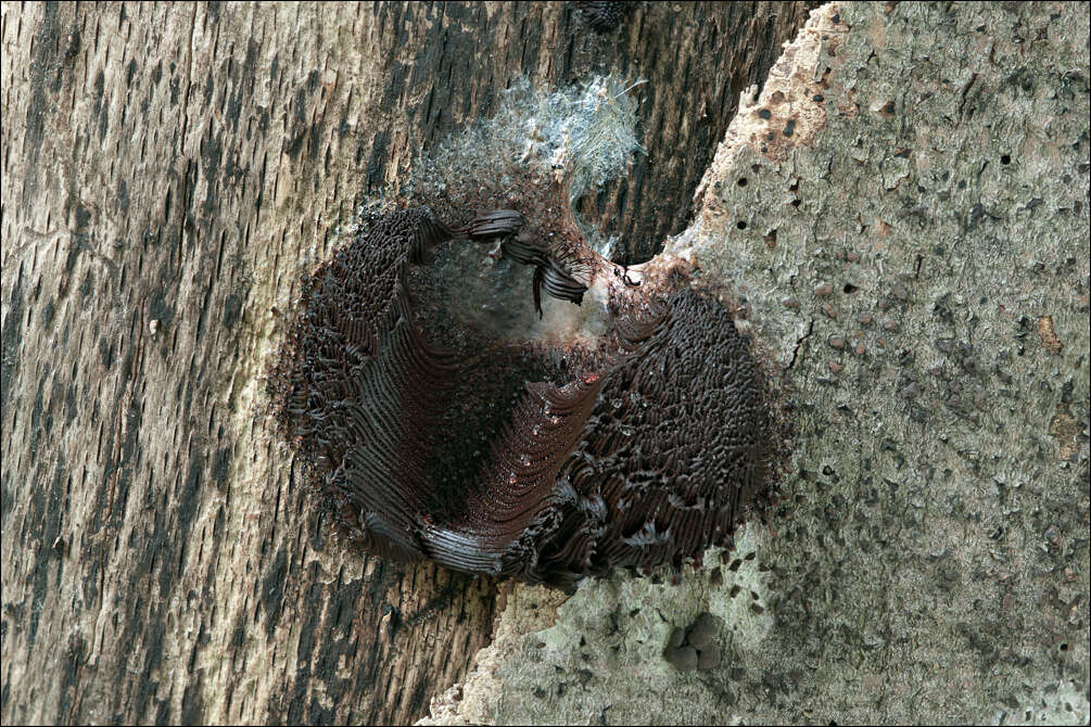 Image of Stemonitis Gleditsch 1753