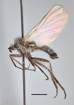 Image of Rhamphomyia lamelliseta Ringdahl 1928