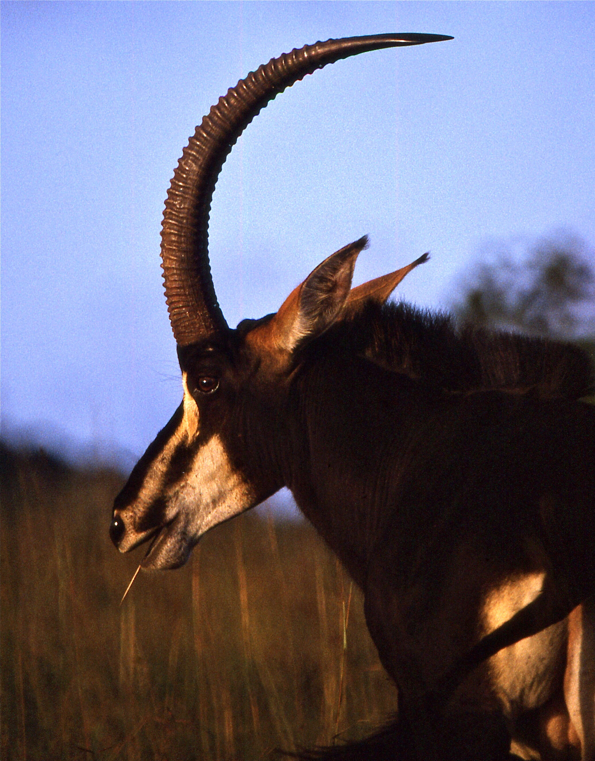 Image of Hippotragus niger roosevelti (Heller 1910)