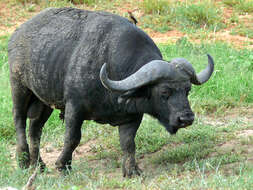 Image of African Buffaloes