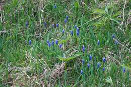 Image of Grape hyacinth