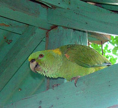 Image of Amazon parrots