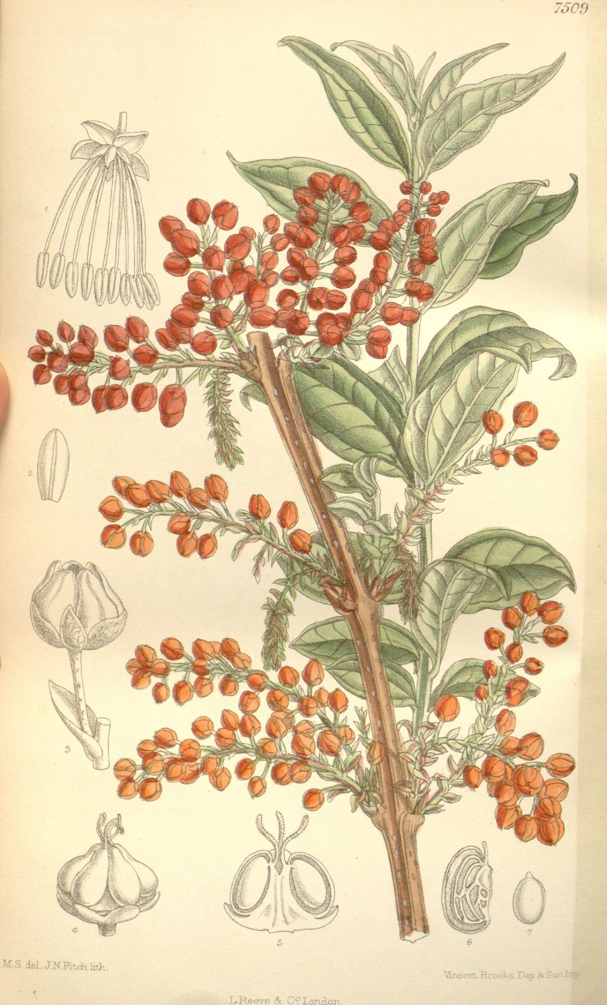 Sivun Coriaria japonica A. Gray kuva