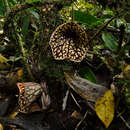 Image de Aristolochia petelotii O. C. Schmidt