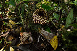 Image of Aristolochia petelotii O. C. Schmidt