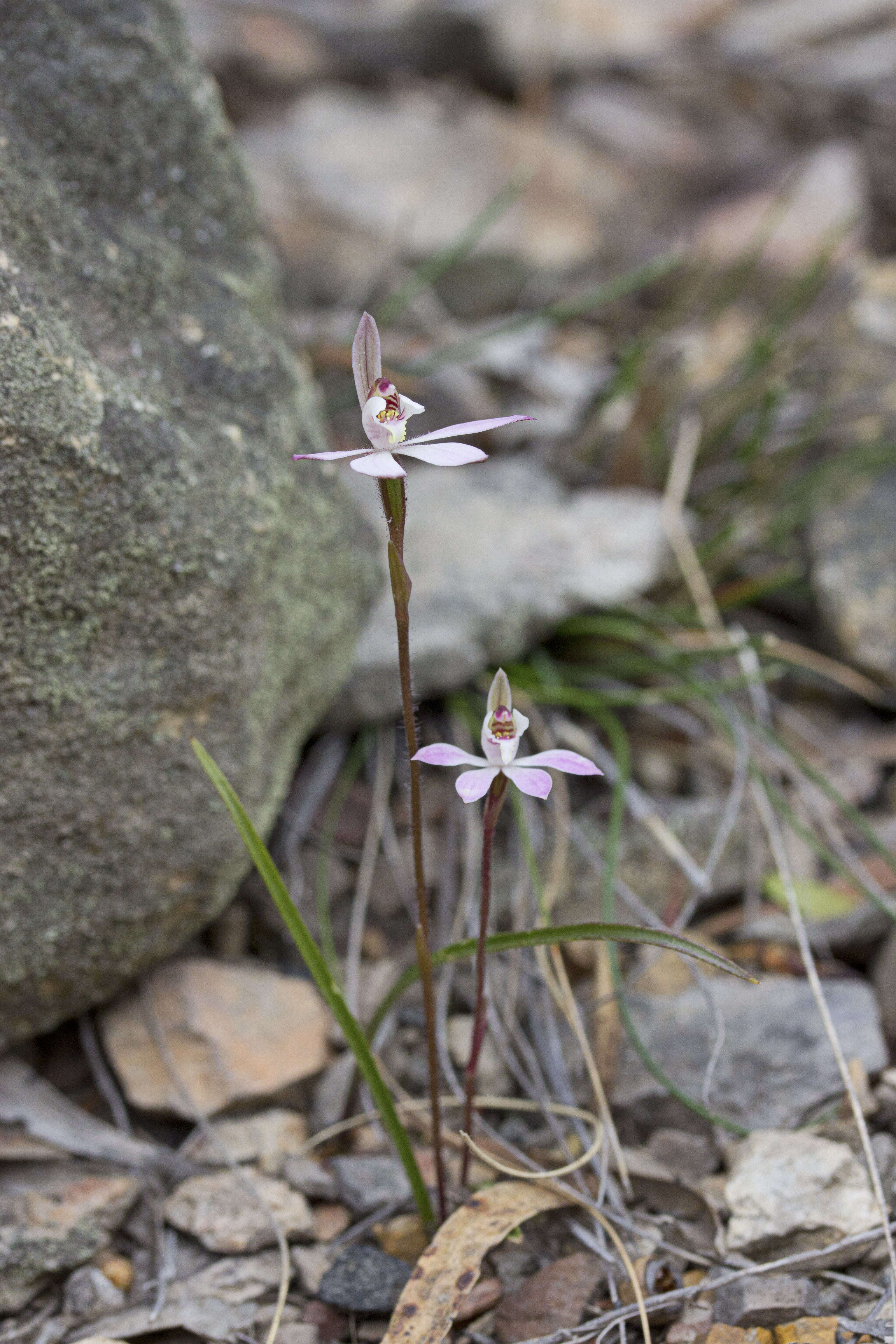 Image of Dusky fingers orchid