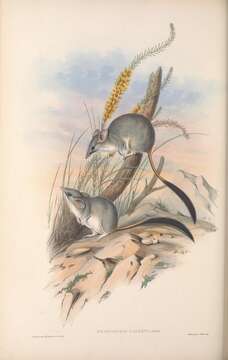 Image of Red-tailed Phascogale