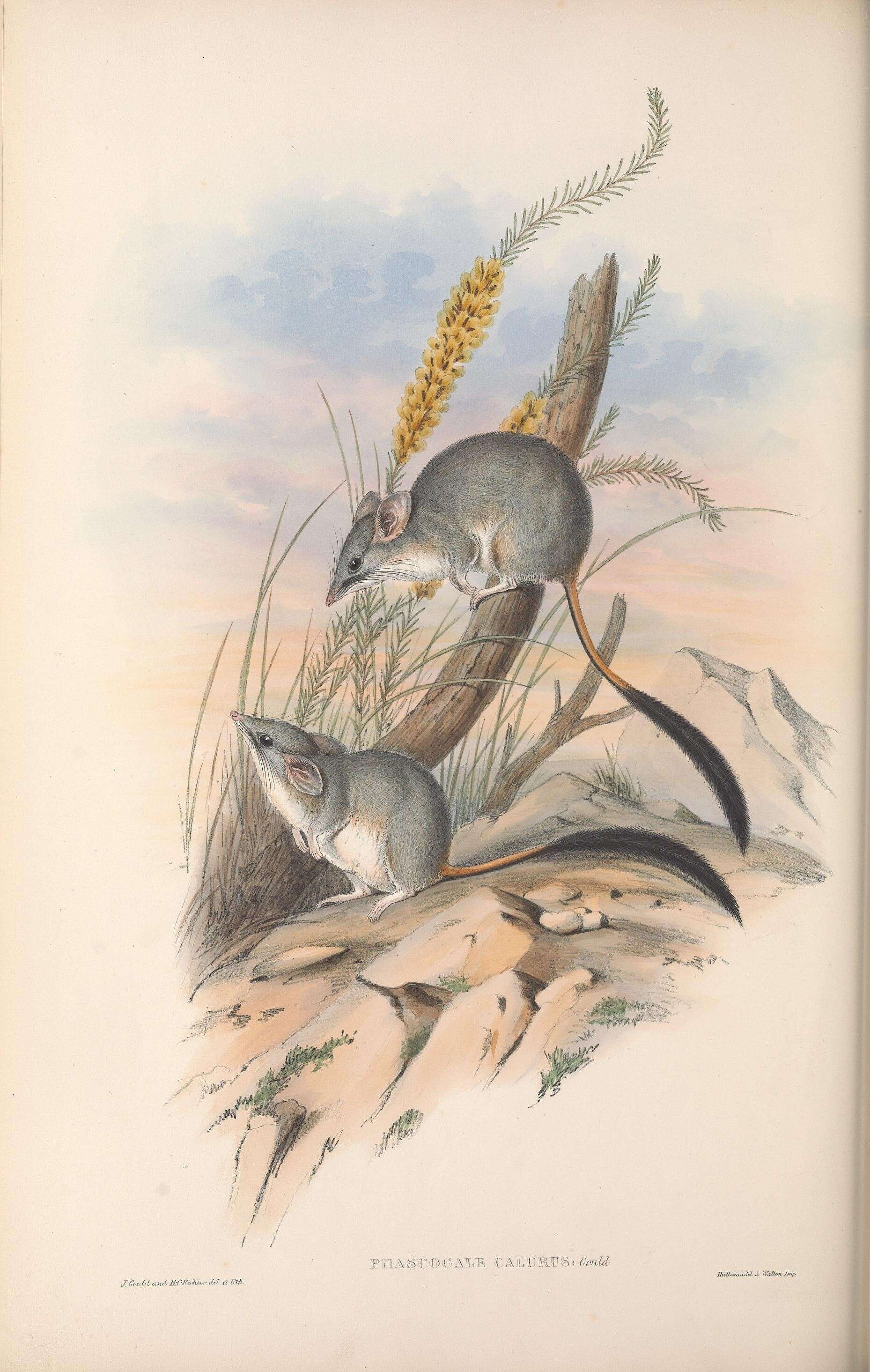 Imagem de Phascogale calura Gould 1844