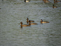 Image of Lesser Scaup