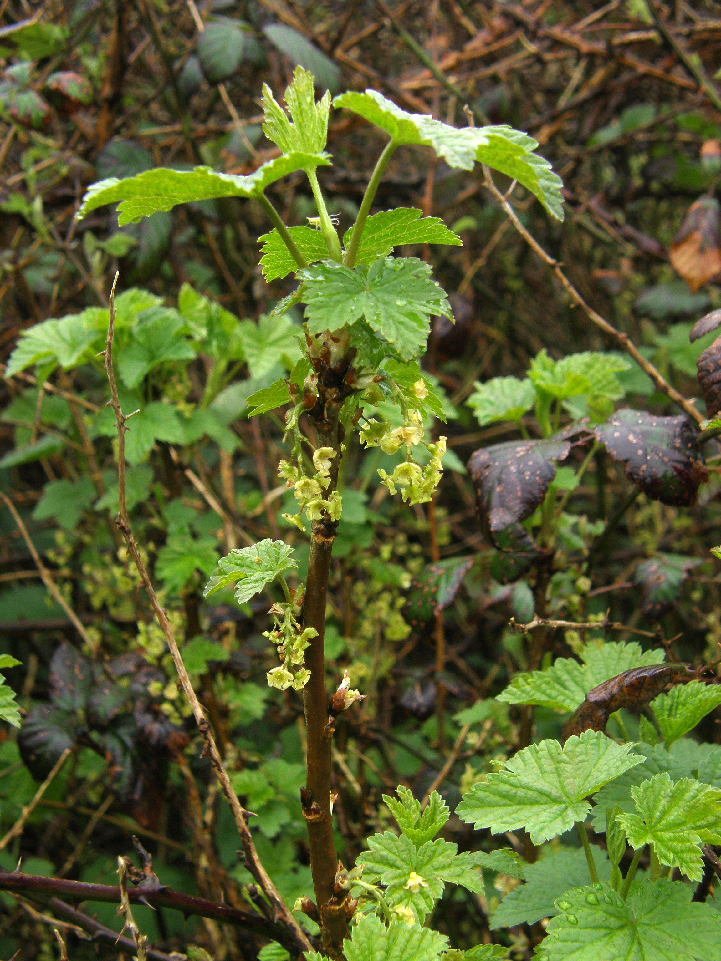 Image of currant