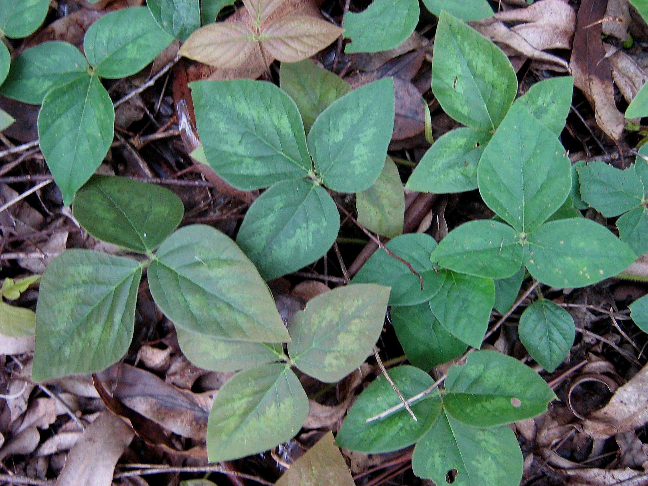 Image of ticktrefoil