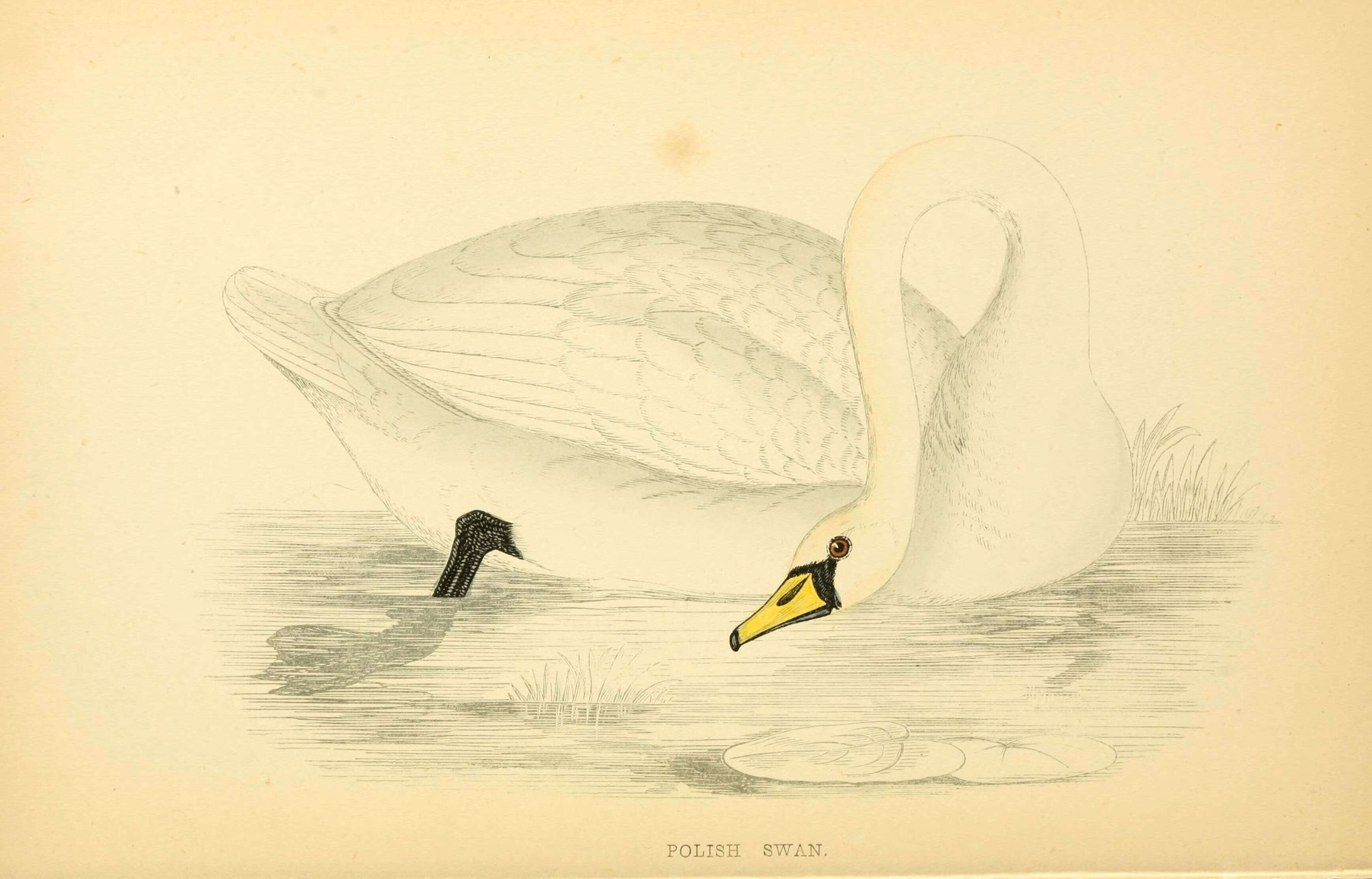 Image of Swan