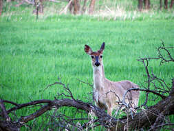 Image of Odocoileus virginianus dacotensis Goldman & Kellog 1940