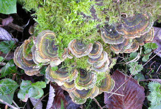 Image of Trametes