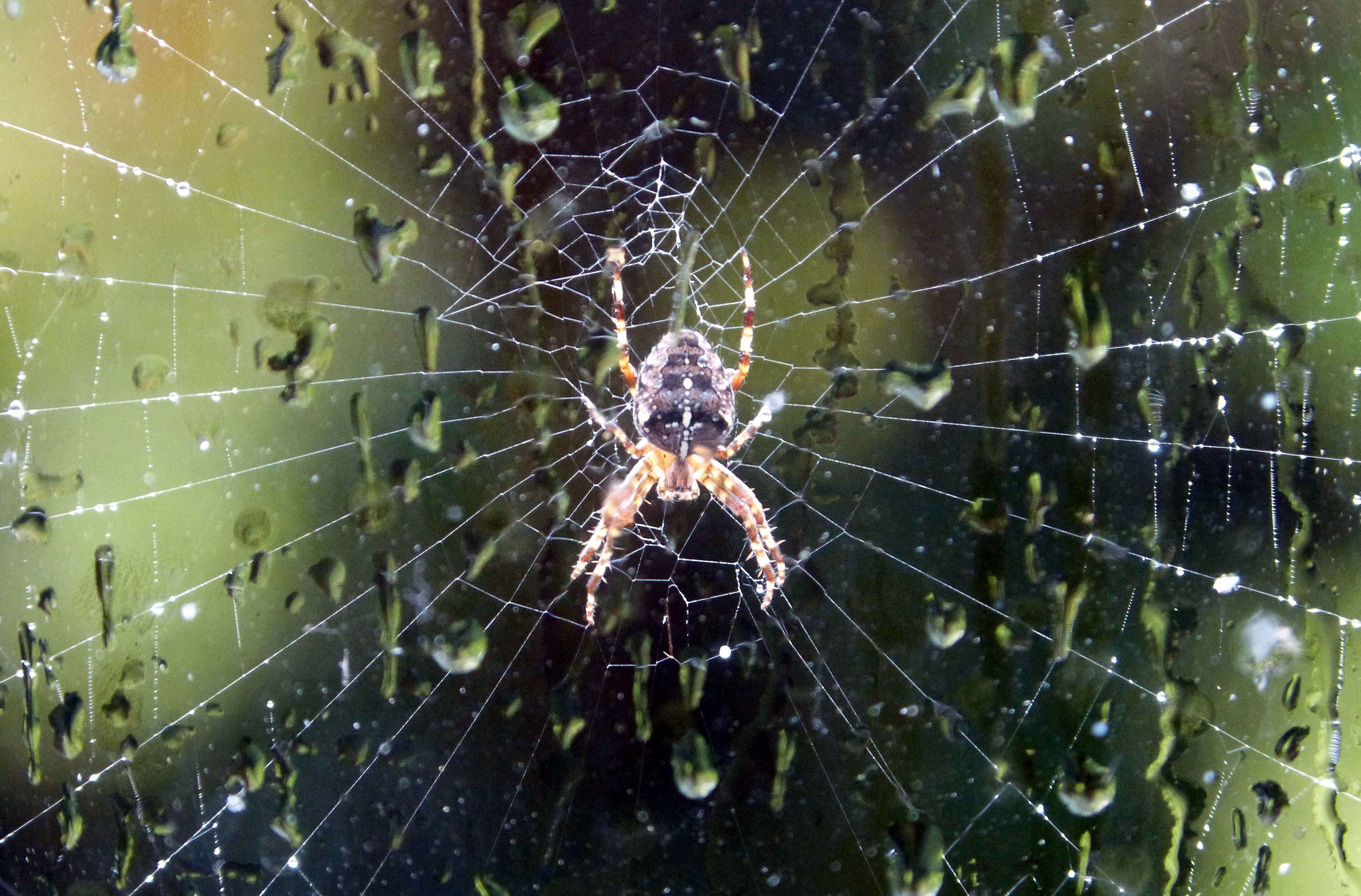 Image of Garden spider