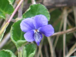 Image of Viola eminii (Engl.) Fries