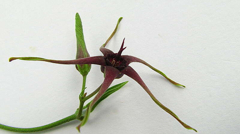 Image de Oxypetalum harleyi (Fontella & Goyder) Farin.