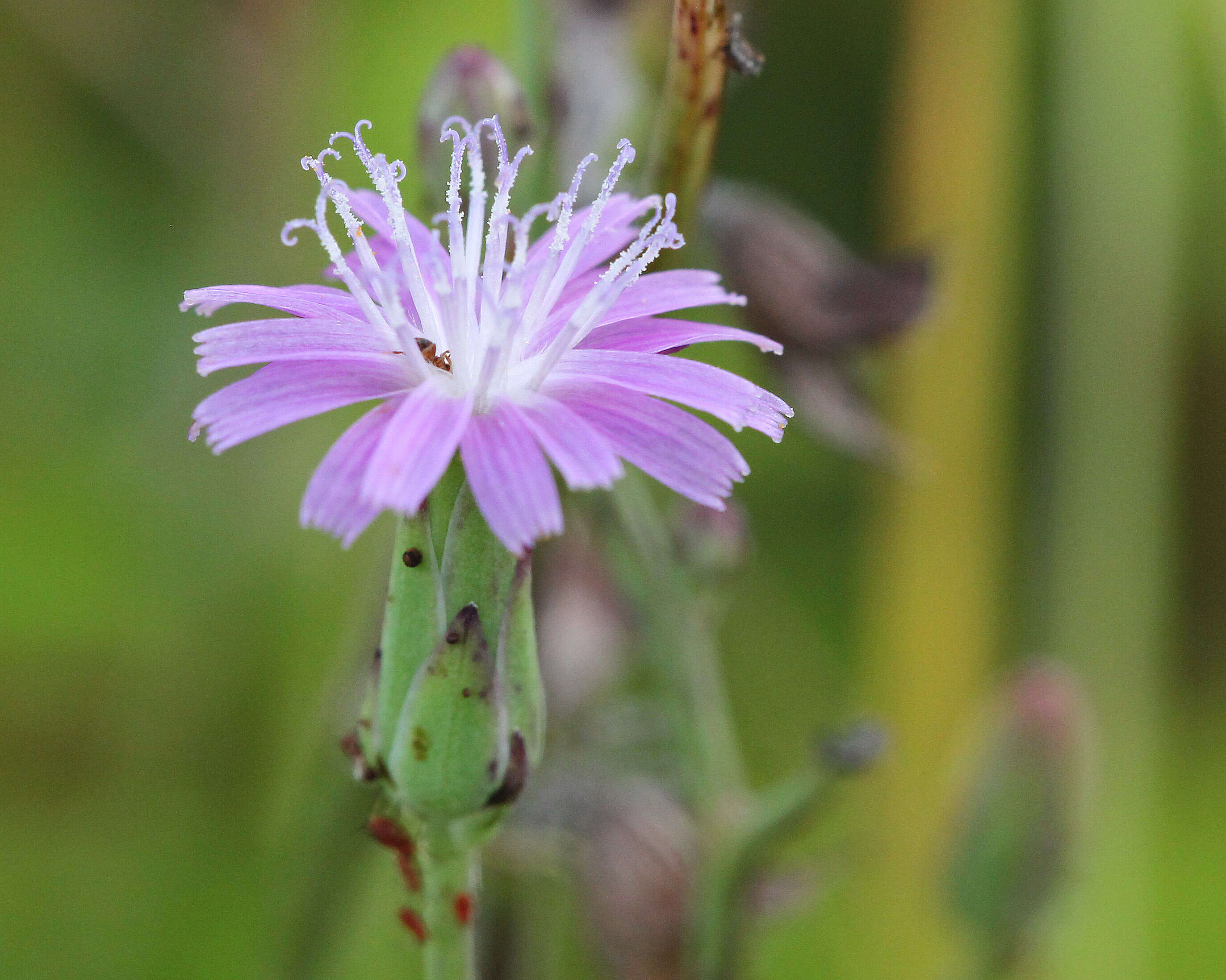 صورة Lactuca graminifolia Michx.