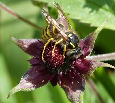 Image of Dolichovespula