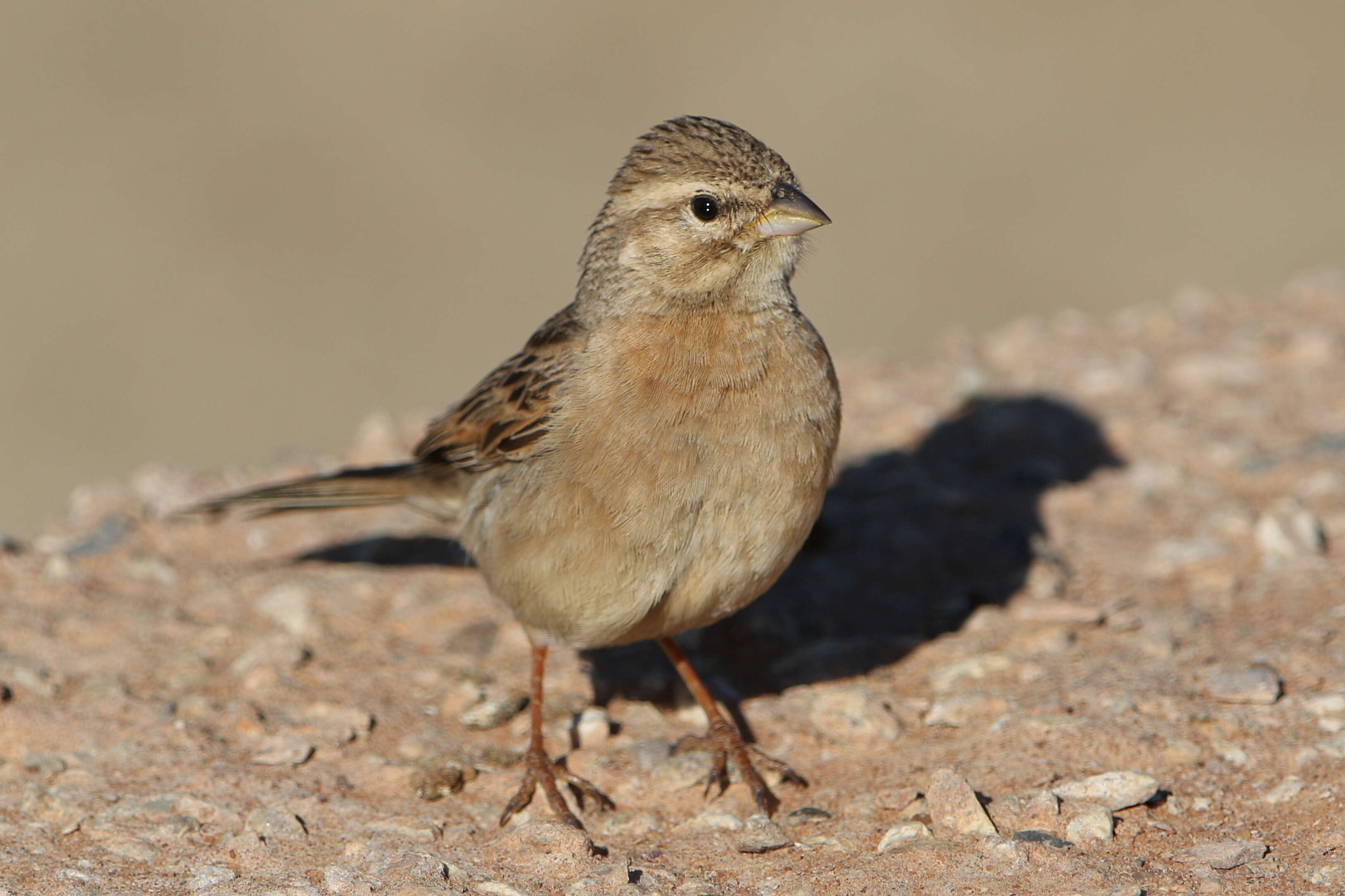 Image of Lark-like Bunting