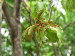 Image de Taxillus chinensis (DC.) Danser