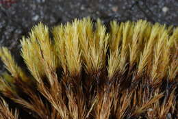 Image of campylopus moss