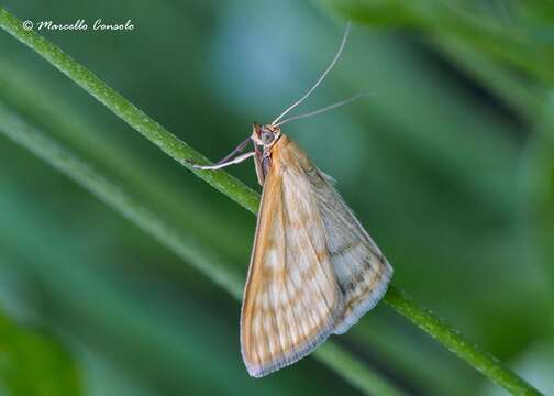 صورة Sitochroa verticalis Linnaeus 1758