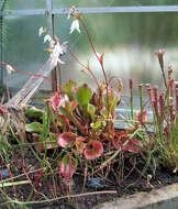 Image of Sweet pitcher plant