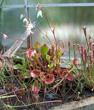 Image of Sweet pitcher plant