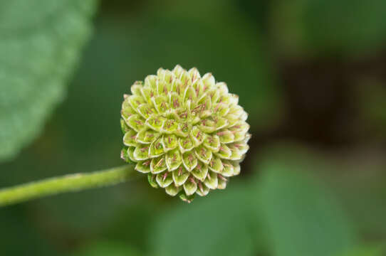 Sivun Melanthera nivea (L.) Small kuva