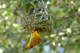 Image of African Masked Weaver