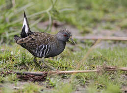 Image of Australian Crake