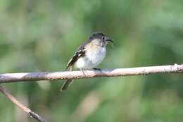 Image of Empidonax Cabanis 1855