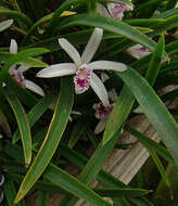 Image of Cattleya lundii (Rchb. fil. & Warm.) Van den Berg
