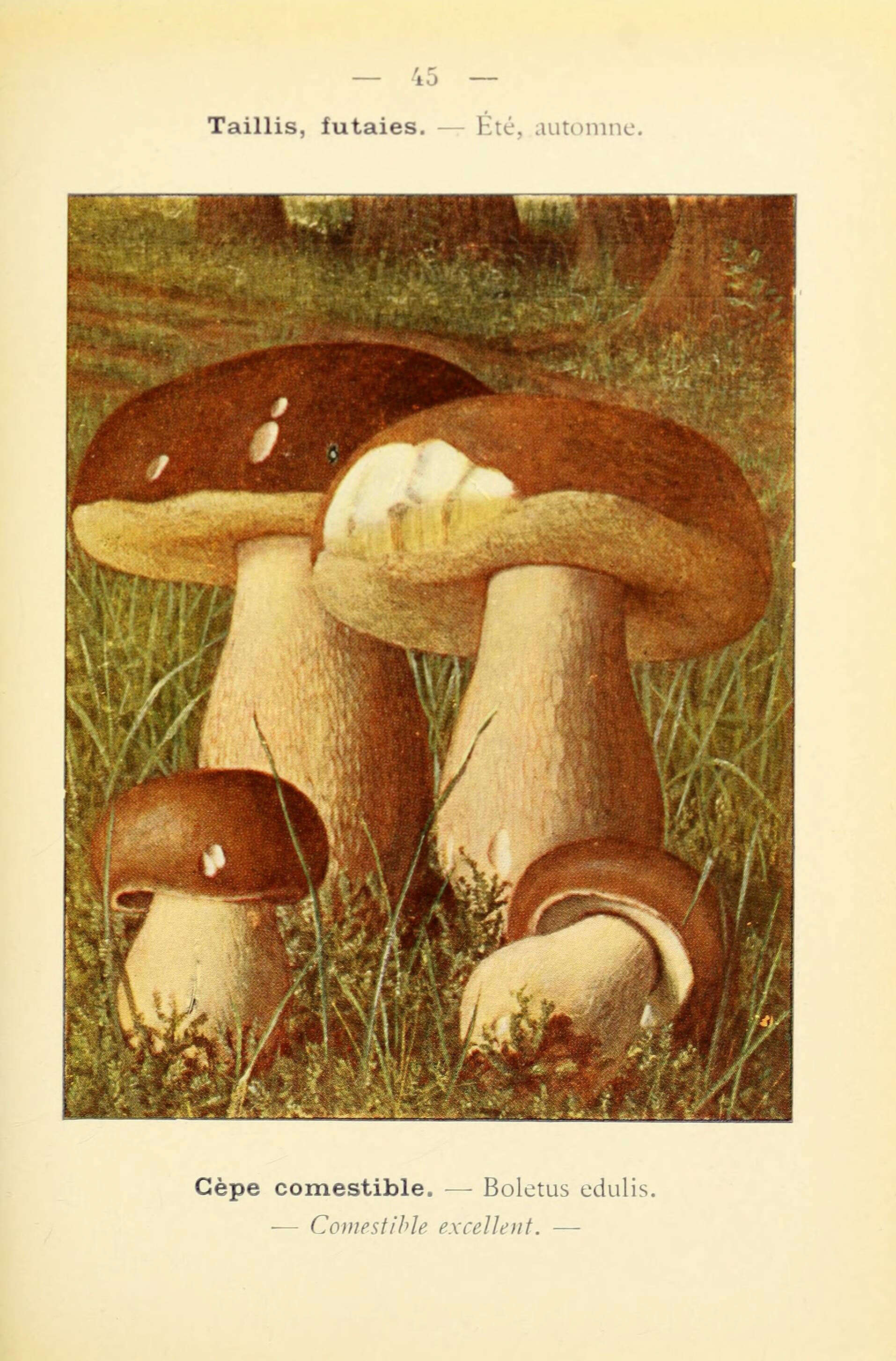 Image of Boletus