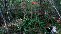 Слика од Hippeastrum stylosum Herb.