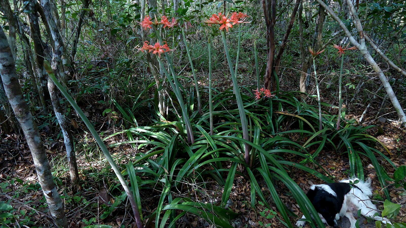 Слика од Hippeastrum stylosum Herb.