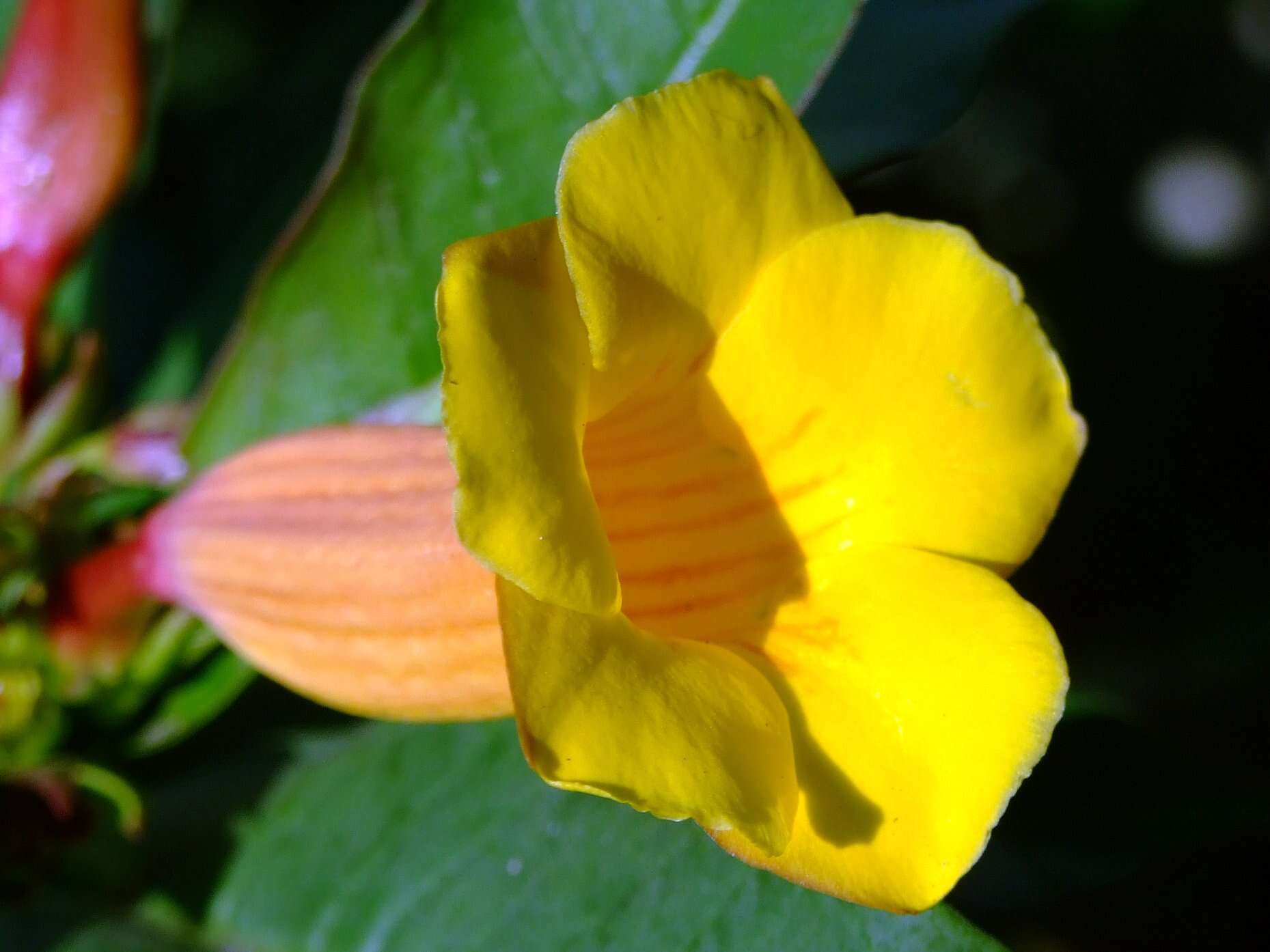 Image of Golden Trumpet or Buttercup Flower