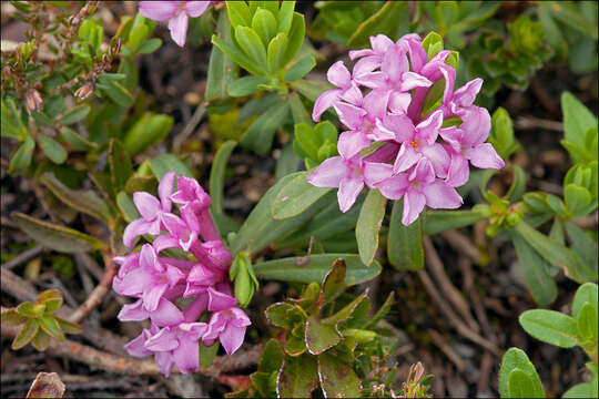 Image of striated daphne