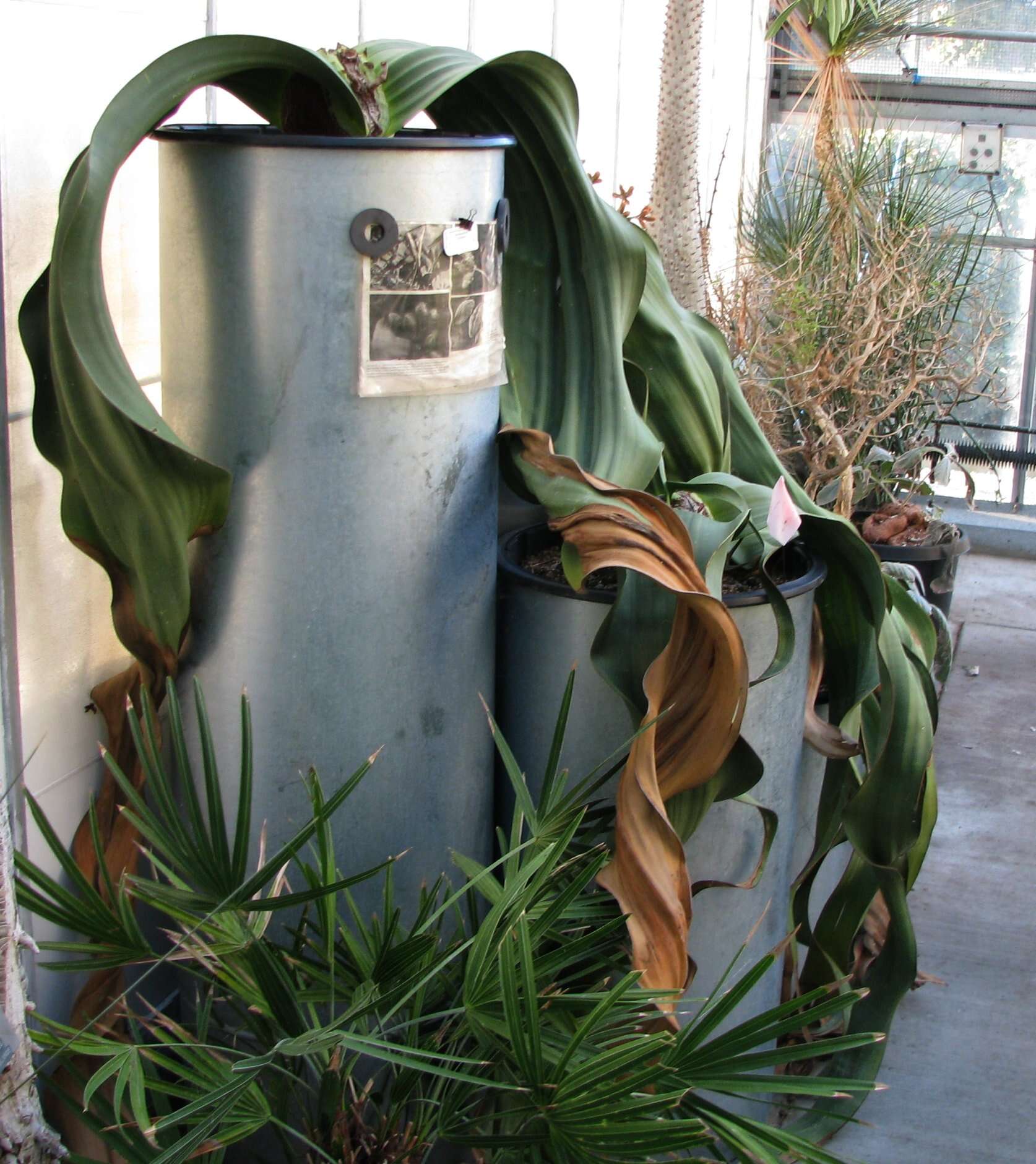 Image of Welwitschia